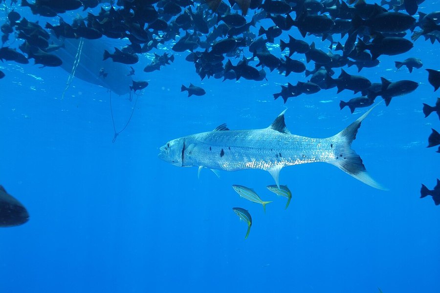 Great barracuda